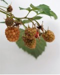 Малина домашня Глен Ампл (середня) | Малина домашняя Глен Ампл (средняя) | Rubus idaeus Glen Ample