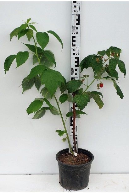 Малина Полка саджанець в контейнері 5 л 50-70 см