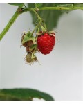 Малина ремонтантная Полка | Малина ремонтантна Полка | Rubus idaeus Polka