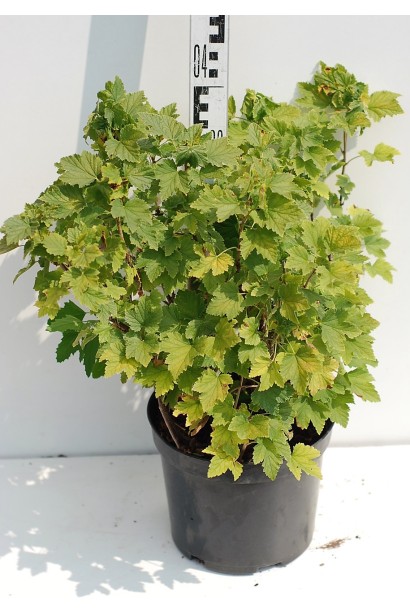 Смородина Рубен в контейнере 40см/Ø40см