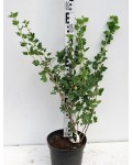 Крыжовник Колобок (средний) | Аґрус Колобок (середній) | Ribes uva-crispa Bun