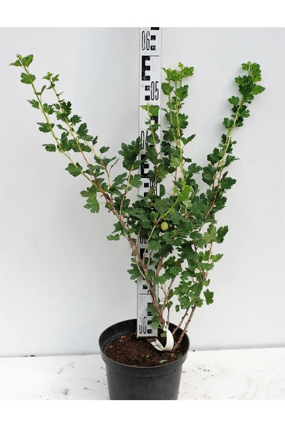 Аґрус Колобок в горщику 40-60 см