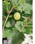Агрус Колобок (середній) | Крыжовник Колобок (средний) | Ribes uva-crispa Bun