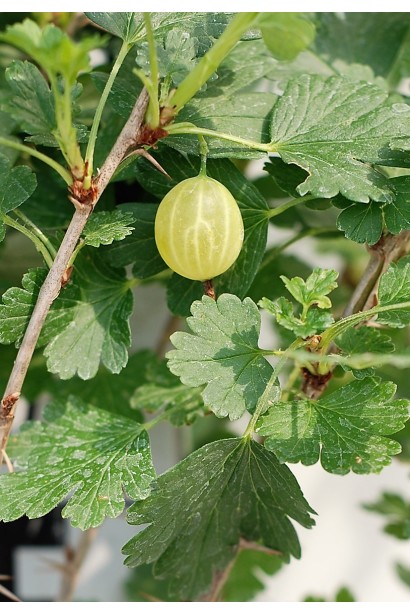 Аґрус Колобок зелене листя