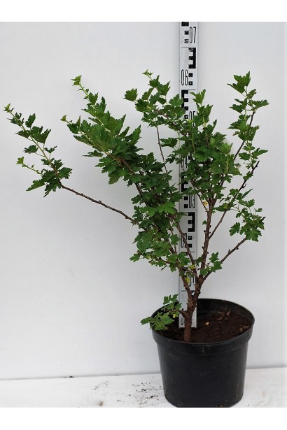 Аґрус Чорномор саджанець в контейнері 3 л 40-60 см