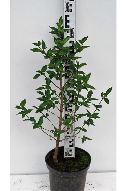 Кизил справжній саджанець в горщику 5 л 40-60 см