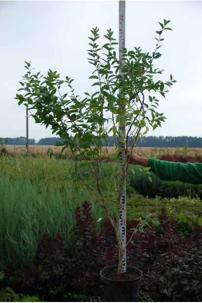 Жимолость татарська (декоративний кущ) | Lonicera tatarica | Жимолость татарская (декоративный куст)