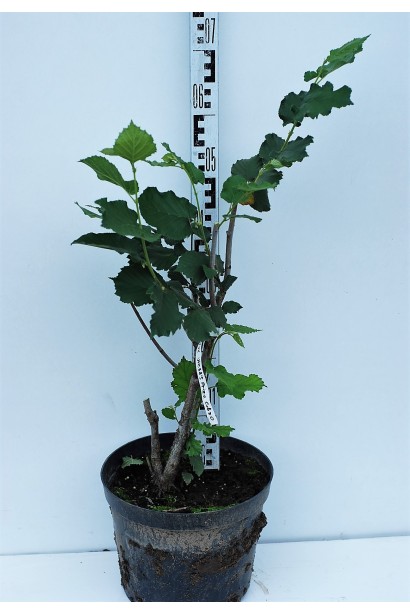 Фундук Вебба цінний Коб - 5л/70см/Ø30см