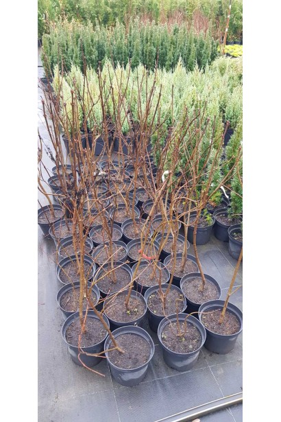 Саджанці фундука в садовому центрі проксіма