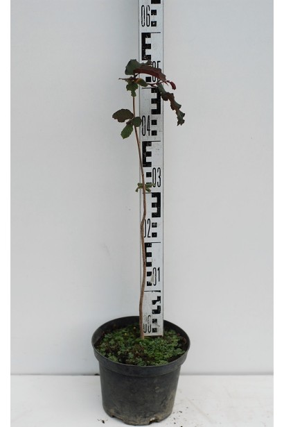 Молодий саджанець фундука Warsaw Red з червоними листочками.