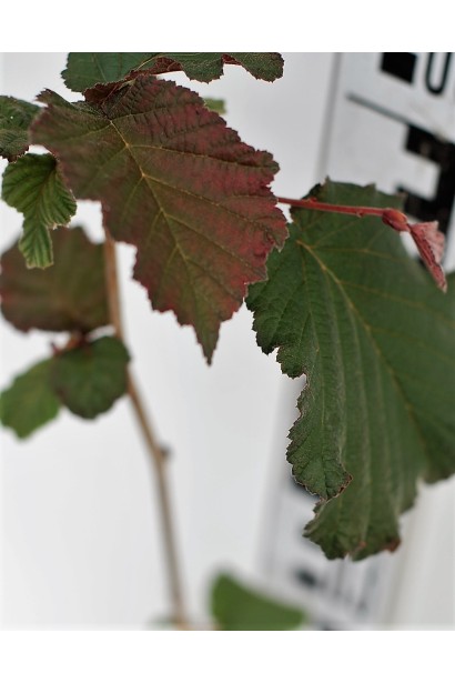 Листя фундука Варшавський Червоний з насиченим відтінком.