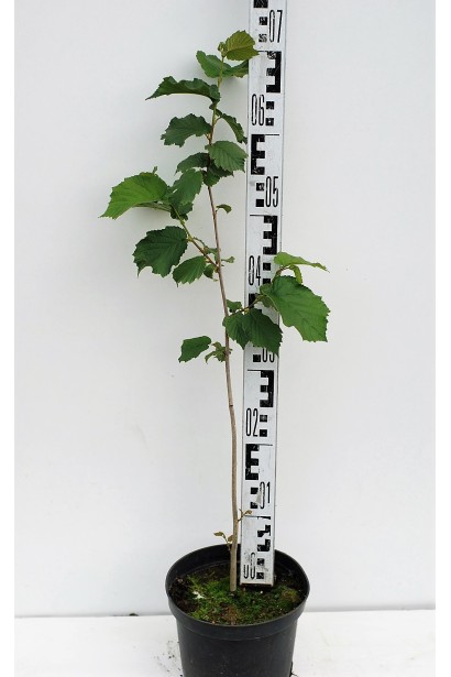 Фундук звичайний Косфорд - 5л/70см/15-25см