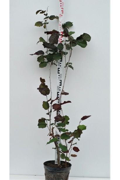 Фундук Род Зеллернут в контейнере