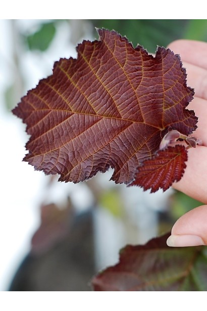 Фундук обыкновенный Род Зеллернут