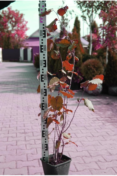 Саженец Фундука Род Зеллернут в садовом центре