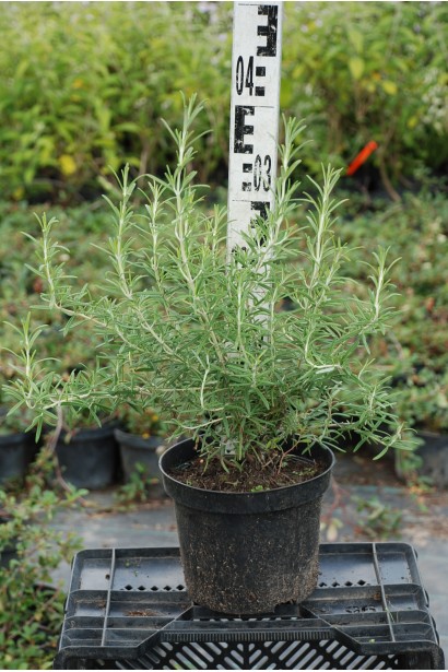 Розмарин лекарственный - 3л/выс.40см/Ø40см