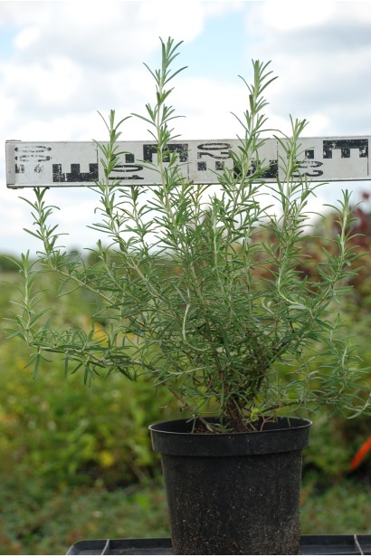Розмарин лекарственный - 3л/выс.40см/Ø40см