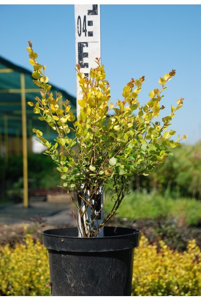 Береза Голден Трэже высота 25-35 см