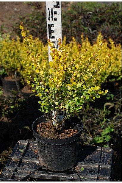 Betula nana Golden Treasure саженец