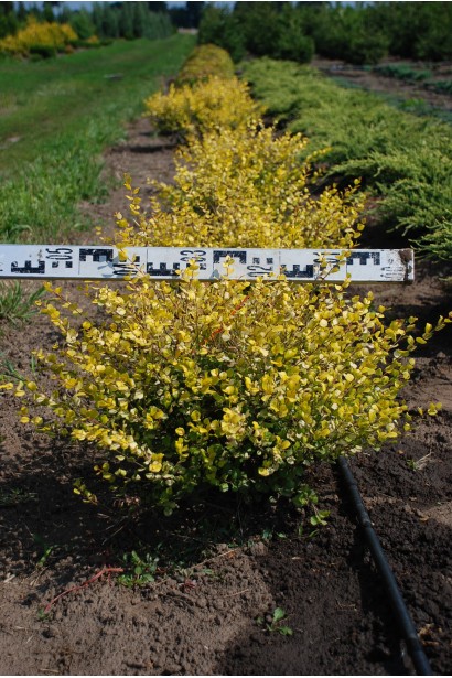 Береза Golden Treasure в поле с комом