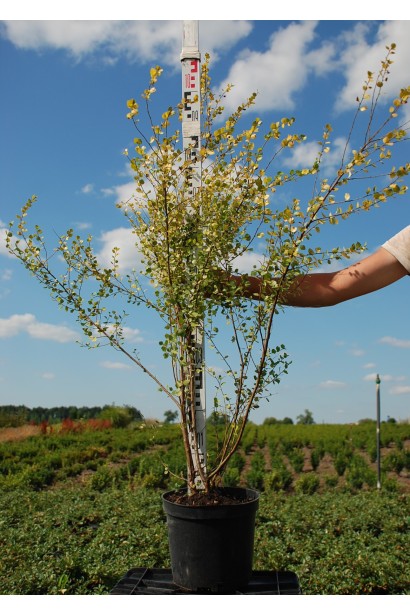 Береза карликовая Golden Treasure в садовом центре.