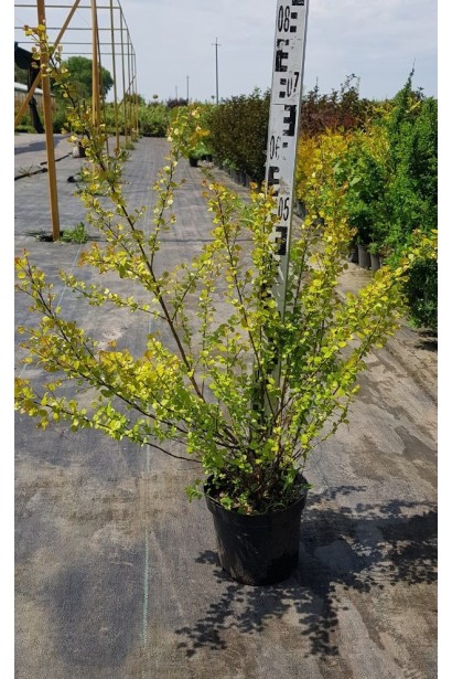 Береза карликовая Голден Треже контейнер 5 л