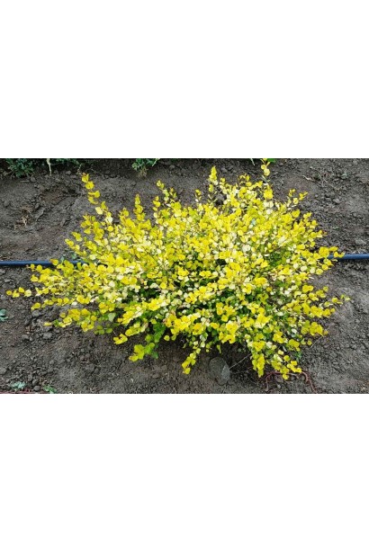 Берёза карликовая Голден Трэже