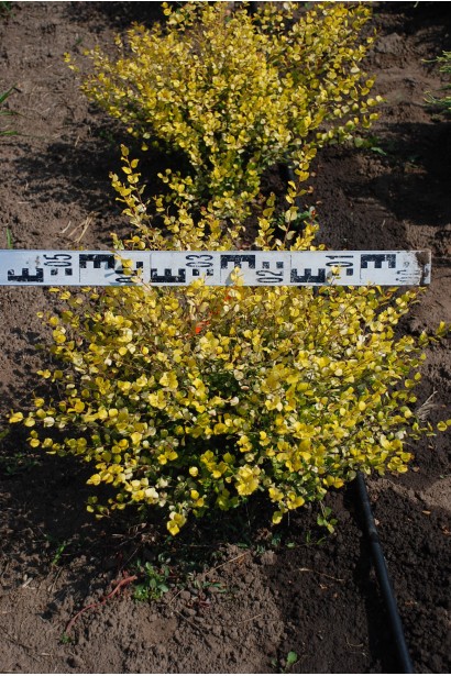 Береза карликовая Голден Трежет в поле диаметр 50-60 см