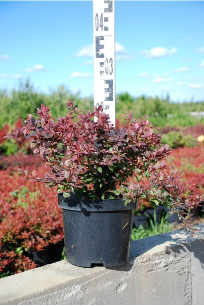 Барбарис Тунберга Инспирейшн в контейнере