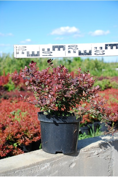 Барбарис Инспирейшн