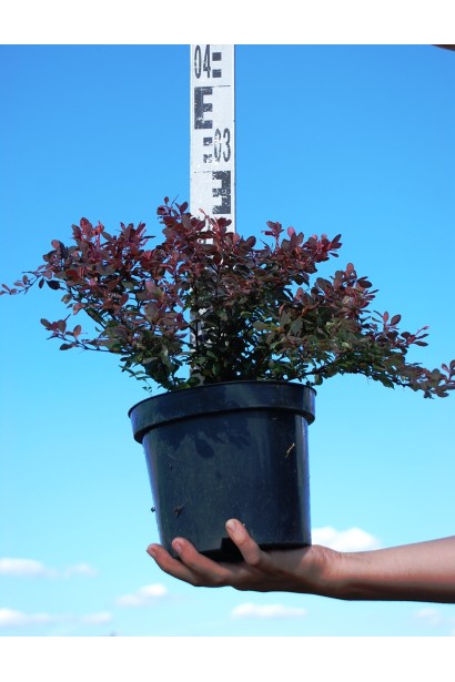 Барбарис Тhunbergii Inspiration 