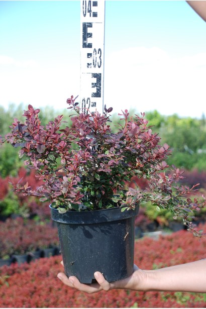 Berberis Thunbergii Inspiration саженец