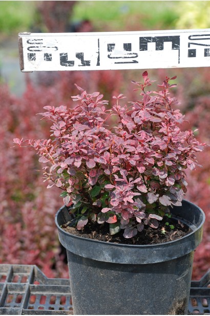 Berberis Thunbergii Inspiration в горшке