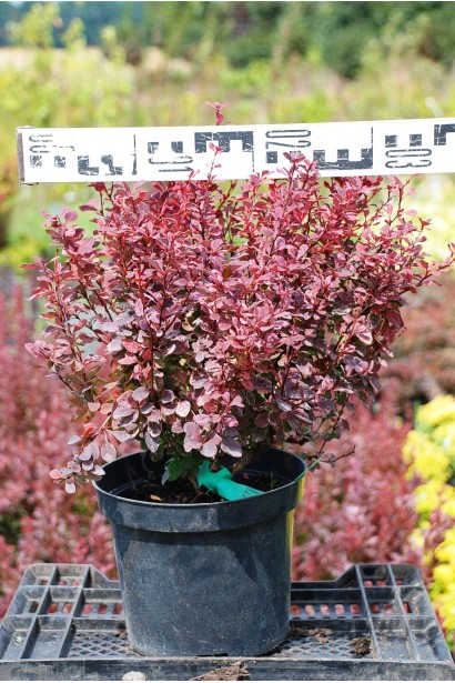 Барбарис Тунберга Инспирейшн листья