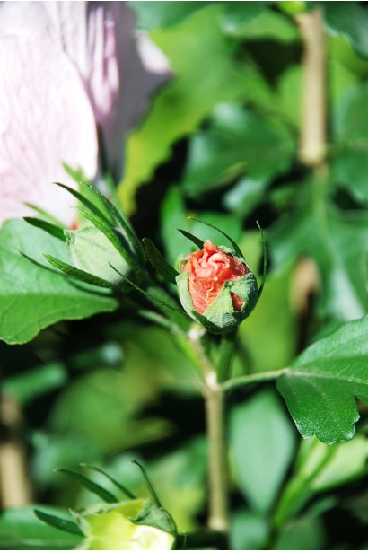 Гибискус Пинк Шифон бутон