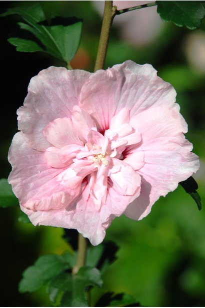 Гибискус Розовый Шифон / Пинк Шифон