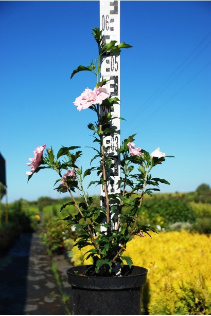 Гибискус Пинк Шифон в горшочке 3 л 30-40 см