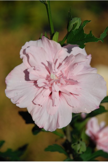 Гибискус махровый Pink Chiffon