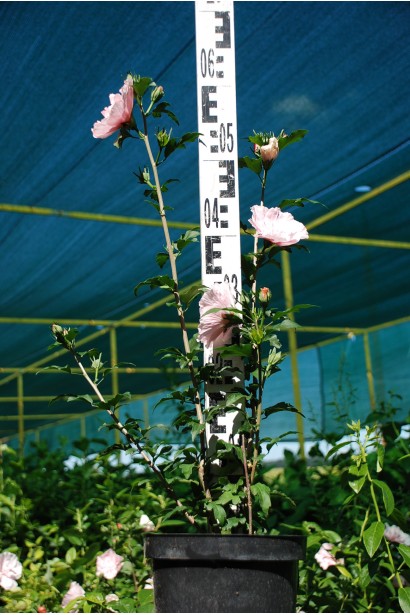 Гибискус Пинк Шифон контейнер 3л