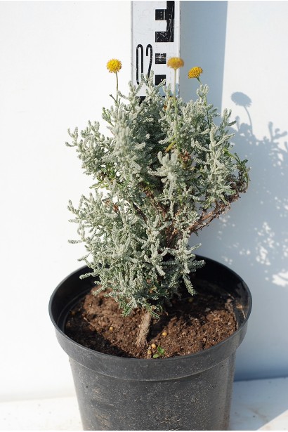 Сантоліна блакитна в контейнері