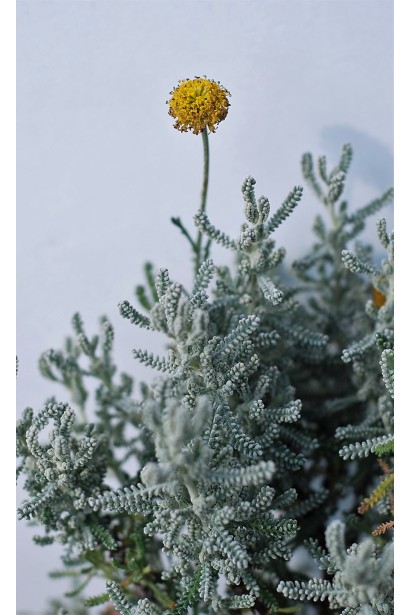 Сантоліна блакитна