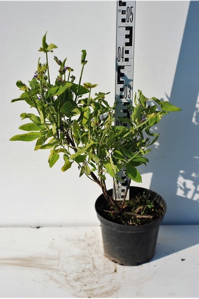 Саджанець Salvia officinalis для лікарського та декоративного саду.