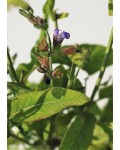 Шалфей лекарственный | Шавлія лікарська | Salvia officinalis