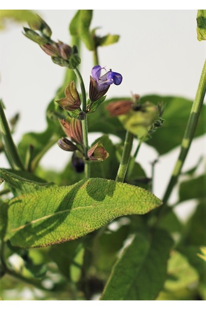 Salvia officinalis