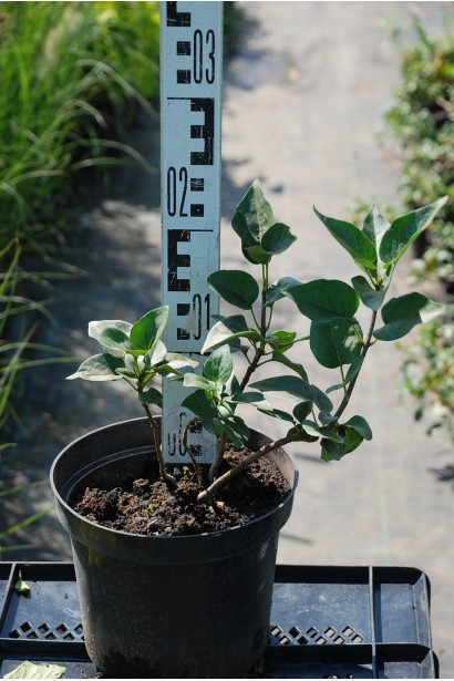 Саженцы сиреневые Сенсация в садовом центре