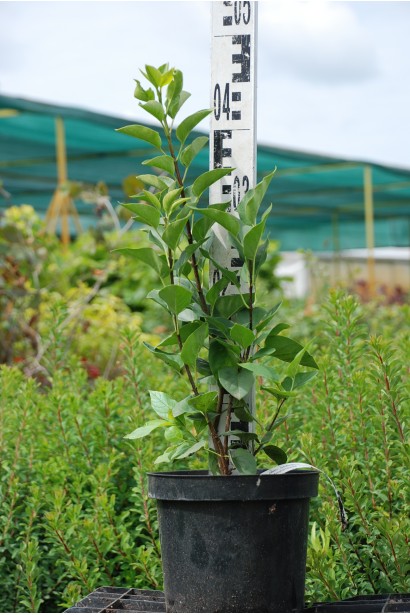 Сирень обыкновенная Сенсация - 3л/выс.50см/Ø15см