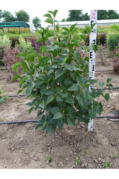 Сирень обыкновенная Сенсация в питомнике