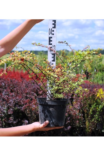 Барбарис Тунберга Наташа саджанець