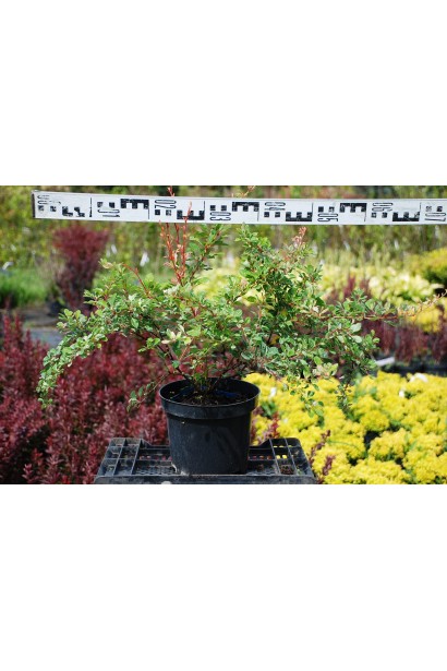 Барбарис Тунберга Наташа діаметр 65-70 см