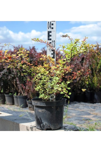 Барбарис Тунберга Наташа в контейнері 3 л